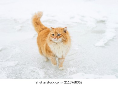 Cute little ginger cat sitting on fresh snow outdoors in winter during snowfall. Furry cat on snowy frosty winter day. High quality photo