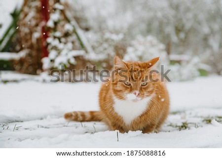 Image, Stock Photo red tabby cat sitting outside on a windowsill in the sunshine