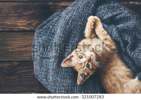 Cute little ginger kitten is resting in soft blanket on wooden floor and looking at camera