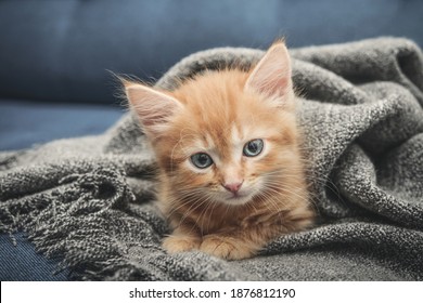 Cute little ginger kitten is sitting in soft blanket on sofa at home - Shutterstock ID 1876812190
