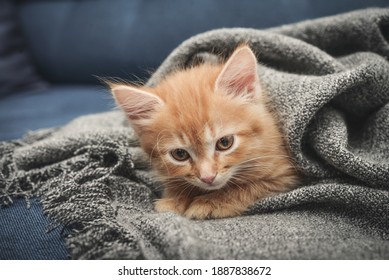 Cute little ginger kitten is sitting in soft blanket on sofa at home - Shutterstock ID 1887838672