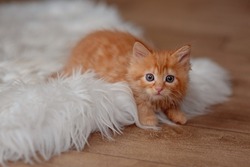 Cute Little Ginger Kitten Sleeps On Fur Blanket