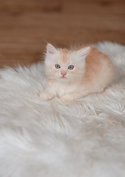 Cute Little Ginger Kitten Sleeps On Fur Blanket