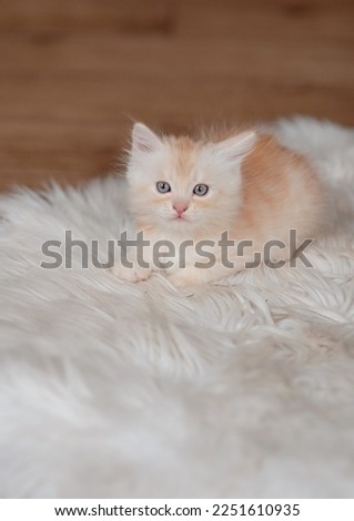 Cute little ginger kitten sleeps on fur blanket