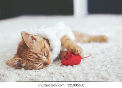 Cute Little Ginger Kitten Wearing Warm Knitted Sweater Is Sleeping With Pet Toy On White Carpet