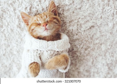 Cute little ginger kitten wearing warm knitted sweater is sleeping on the white carpet - Powered by Shutterstock