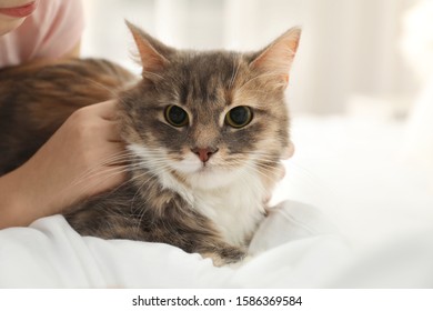 Cute little girl with cat lying on bed at home, closeup. First pet