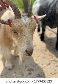 A Cute Little Goat At Longleat Safari Park