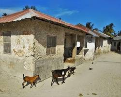 Cute Little Goats Roaming Around Streets And Local Houses Of Coastal Village Jambiani On Unguja Island, Zanzibar, Tanzania, East Africa On Hot Sunny Day. Domesticated Animals Live Freely Here.