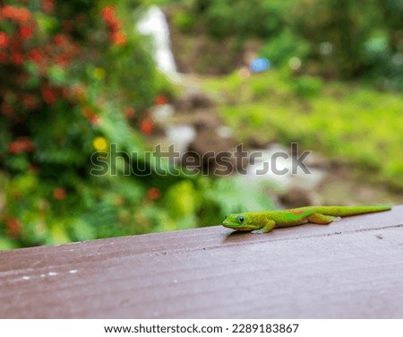 Cute little gold dust day gecko in Oahu, Hawaii sitting on a  wooden ledge with blooming flora boca in the background.