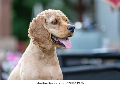 American Cocker Spaniel Stock Photos Images Photography