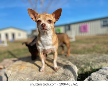 Chihuahua Dog High Res Stock Images Shutterstock