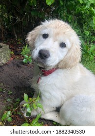 Cute Little Golden Retriever Puppy With Dirty Face In Viborg Denmark