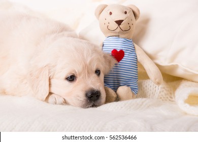 Cute Little Golden Retriever Puppy With Teddy Bear 