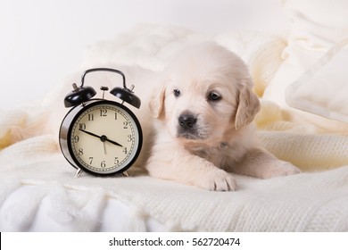cute little golden retriever puppy with wind-up keywound alarm clock