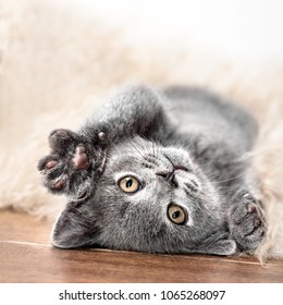 Cute little gray kitten sleeps on fur white blanket - Shutterstock ID 1065268097