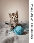 Cute little, gray kittens playing with a ball of thread together