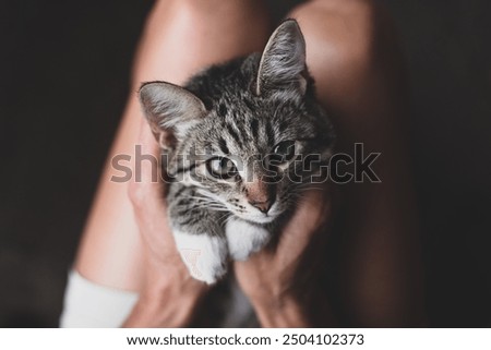 Similar – Image, Stock Photo Eye contact