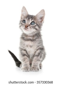 Cute Little Grey Kitten, Isolated On White