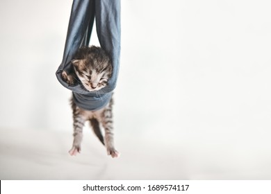 Cute Little Grey Stripped Kitten Is Sleeping In Soft Blanket And Standing On Two Paw. Cat Sleeps In Hammock On A White Background. Cozy Cat Hygge Silly Concept. Morning Of Cat