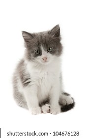 Cute Little Grey And White Fluffy Kitten Isolated On White Background