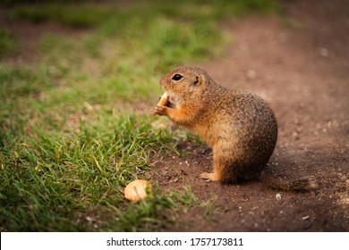 Cute Little Ground Squirrel. Those Are Located At Biele Vody - Muráň In Muránska Planina National Park, Slovakia In Outdoor Farm Together With Dokeys And Sheeps.