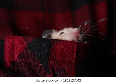 Cute Little Hamster In Pocket Of Red Flannel Shirt, Closeup