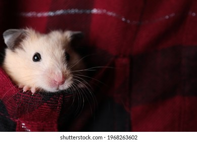 Cute Little Hamster In Pocket Of Red Flannel Shirt, Closeup. Space For Text