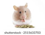 A cute little hamster sitting looking at the camera and eating pumpkin seeds. Isolated on white