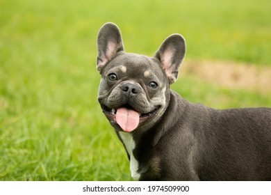 Cute little happy doggies love - Powered by Shutterstock
