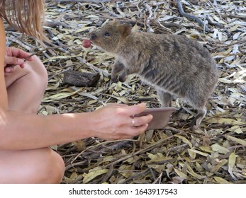 Cute Little Happy Quokka Getting Feed With A Rubber Tree Fruit In Order To Make A Quokka Selfie On Rottnest Island