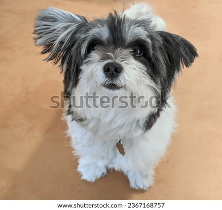 Cute little Havanese dog waiting for a treat