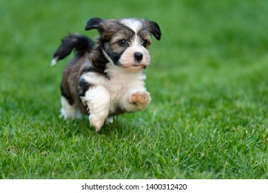 Cute Little Havanese Puppy Dog Is Running In The Grass