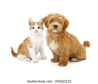 A Cute Little Havanese Puppy And An Orange Tabby Kitten Sitting Together