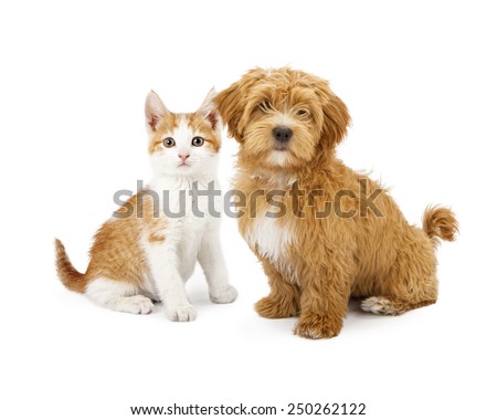 A cute little Havanese puppy and an orange tabby kitten sitting together