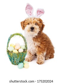 A cute little Havanese puppy wearing bunny ears while sitting next to a pretty basket full of pastel color Easter eggs