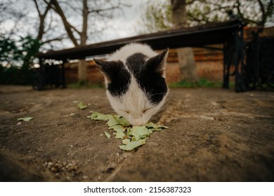 Cute Little Homeless Cat Eating Leftovers