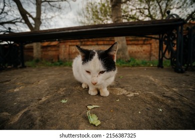 Cute Little Homeless Cat Eating Leftovers