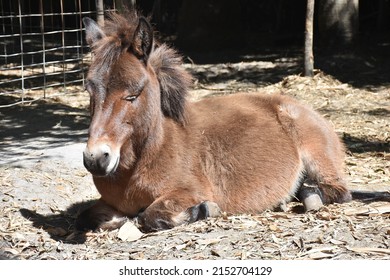 Cute Little Horse Laying Down At The Farm