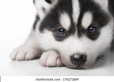 super cute husky puppies