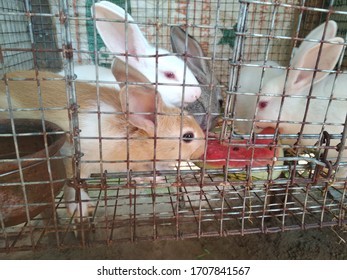 636 Indian rabbit Stock Photos, Images & Photography | Shutterstock