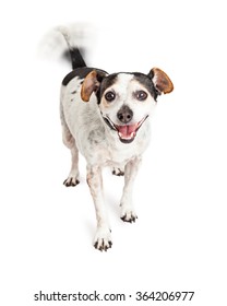 Cute little Jack Russell mixed breed dog with smiling happy expression and intentional motion blur on wagging tail