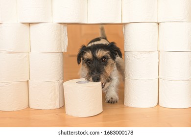 Cute little Jack Russell Terrier dog is busy with toilet paper. 