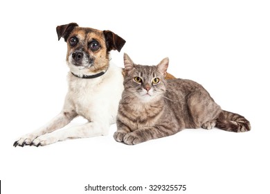 Cute Little Jack Russell Terrier Crossbreed Dog Laying Down With A Pretty Tabby Cat