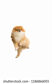 The cute Little jumping young pomeranian cob isolated over white studio background