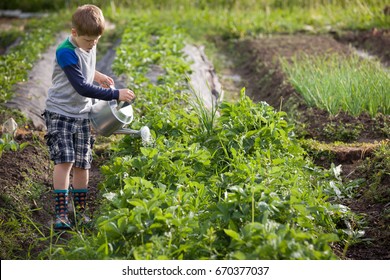Cute little kid boy watering plants with watering can in the garden. Adorable little child helping parents to grow vegetables and having fun. Activities with children outdoors.