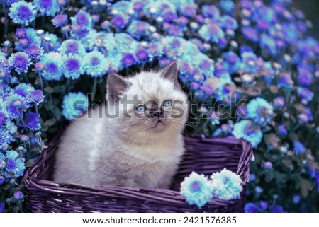 Cute little kitten in a basket in a garden near violet daisy flowers 