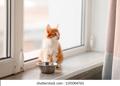 Cute little kitten and bowl with food on window sill