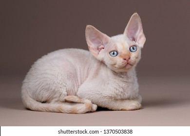 Cute little kitten breed Devon Rex