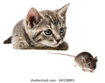 Chat Souris Images Stock Photos Vectors Shutterstock